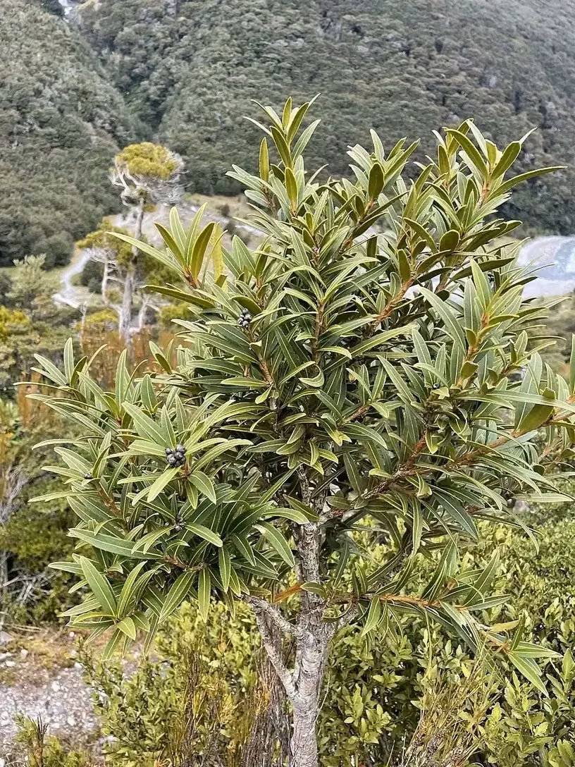 Mountain Lancewood