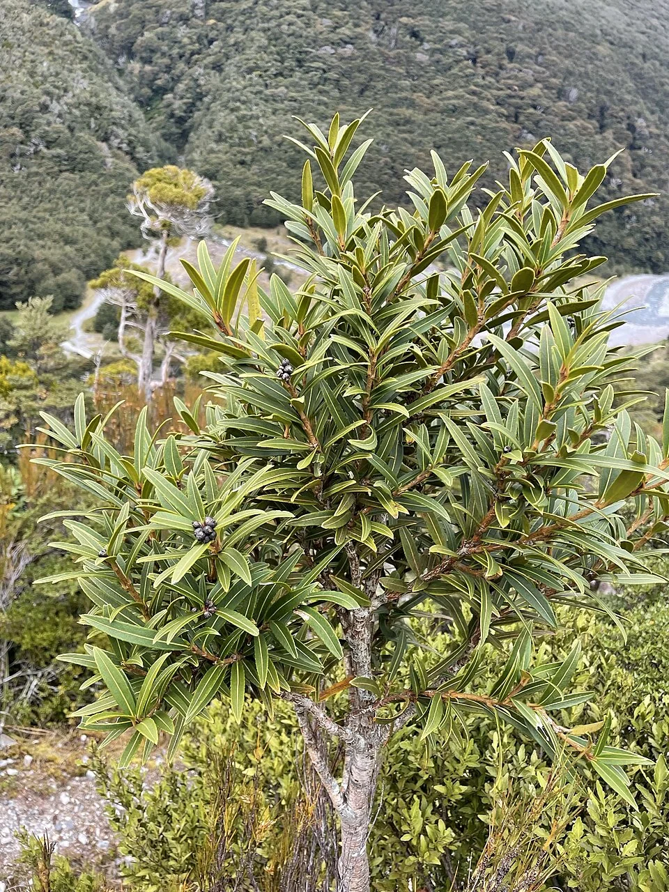 Mountain Lancewood (Pseudopanax linearis) showing its unique upright linear juvenile foliage