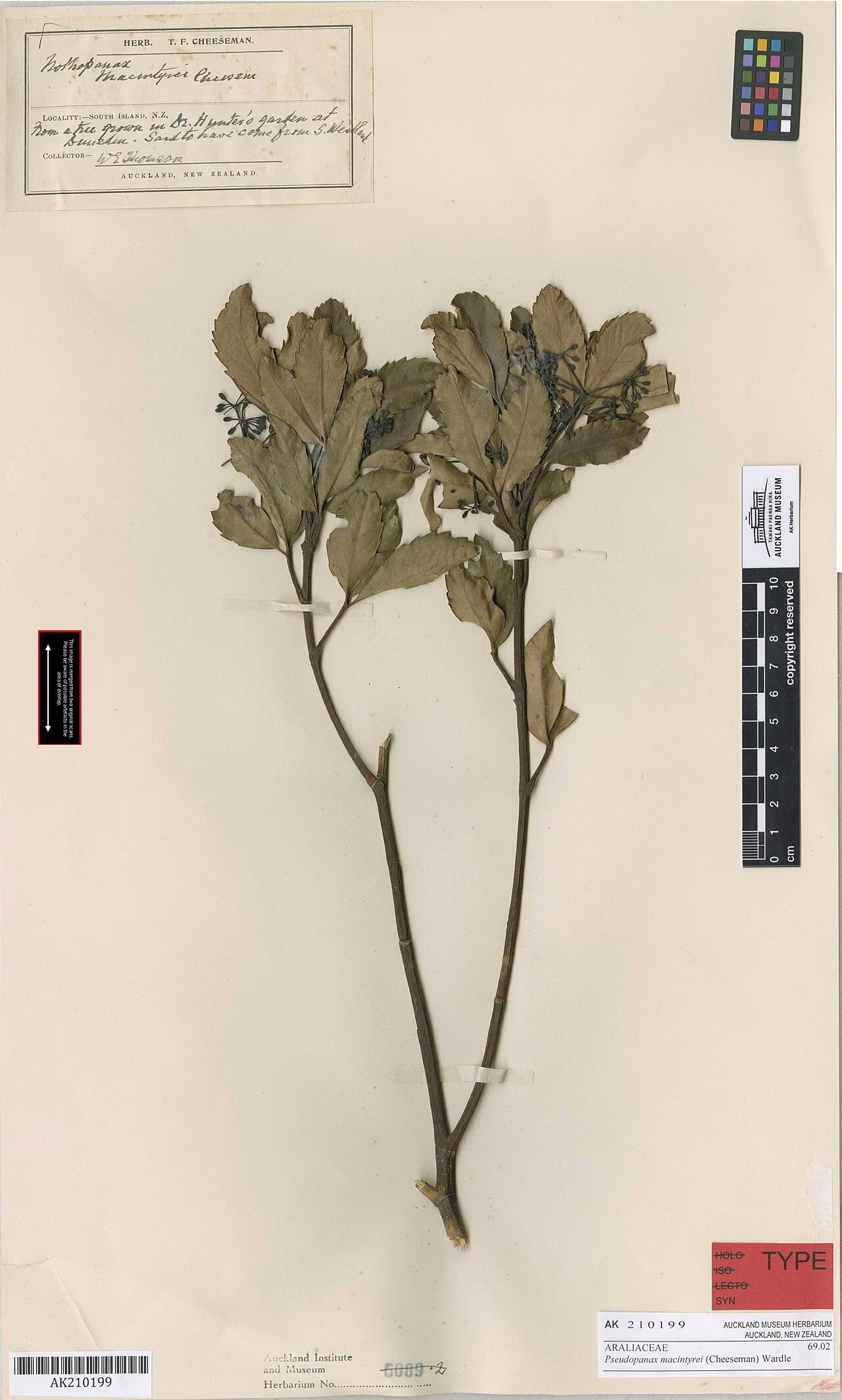 Pseudopanax macintyrei (Pseudopanax macintyrei)