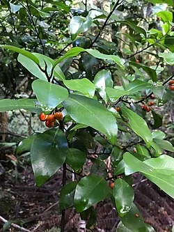 Lowland Horopito (Pseudowintera axillaris) hero image