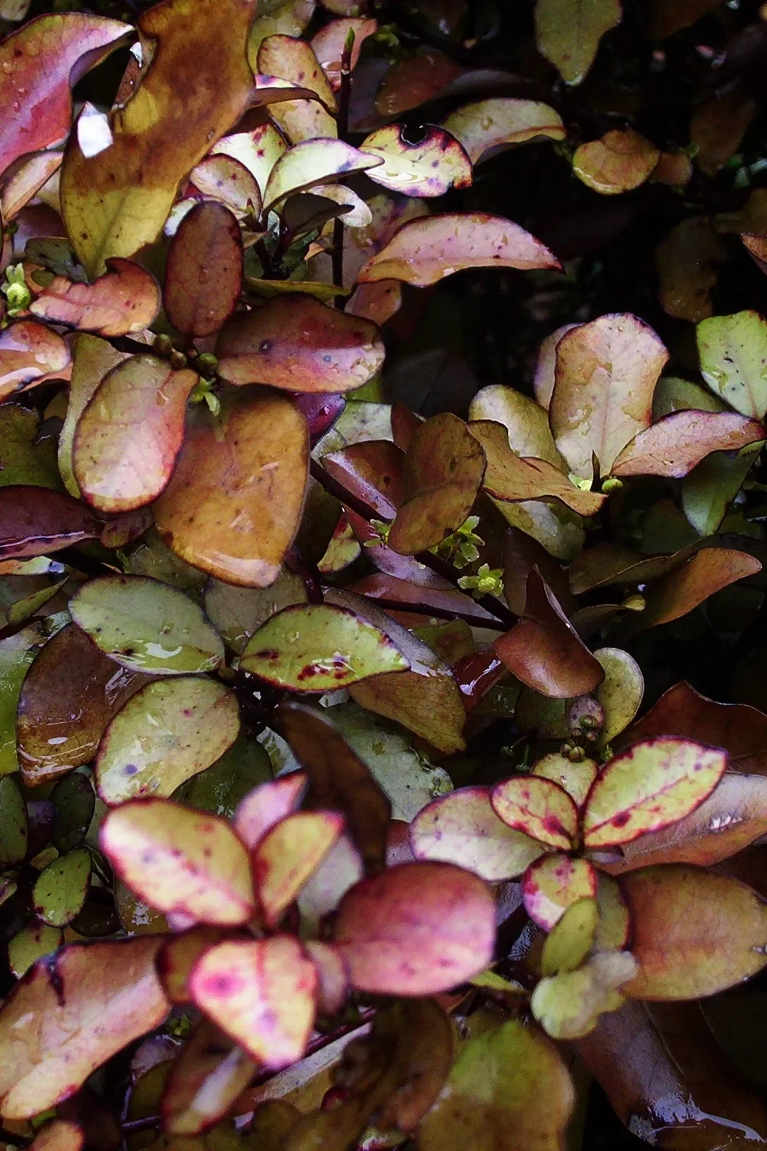 Horopito (Pseudowintera colorata)