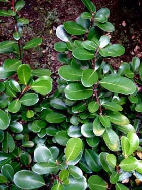 Northland Horopito (Pseudowintera insperata)