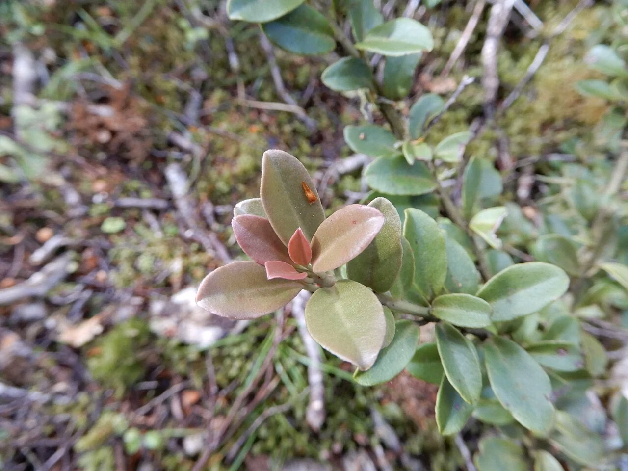 Travers's Horopito (Pseudowintera traversii)