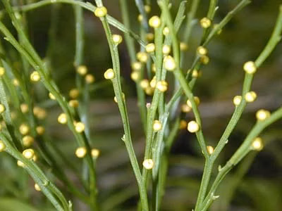 Whisk Fern (Psilotum nudum)