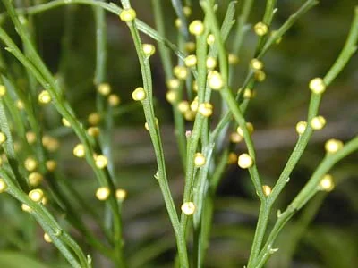 Whisk Fern (Psilotum nudum) showing its unique unbranched, whip-like green stems