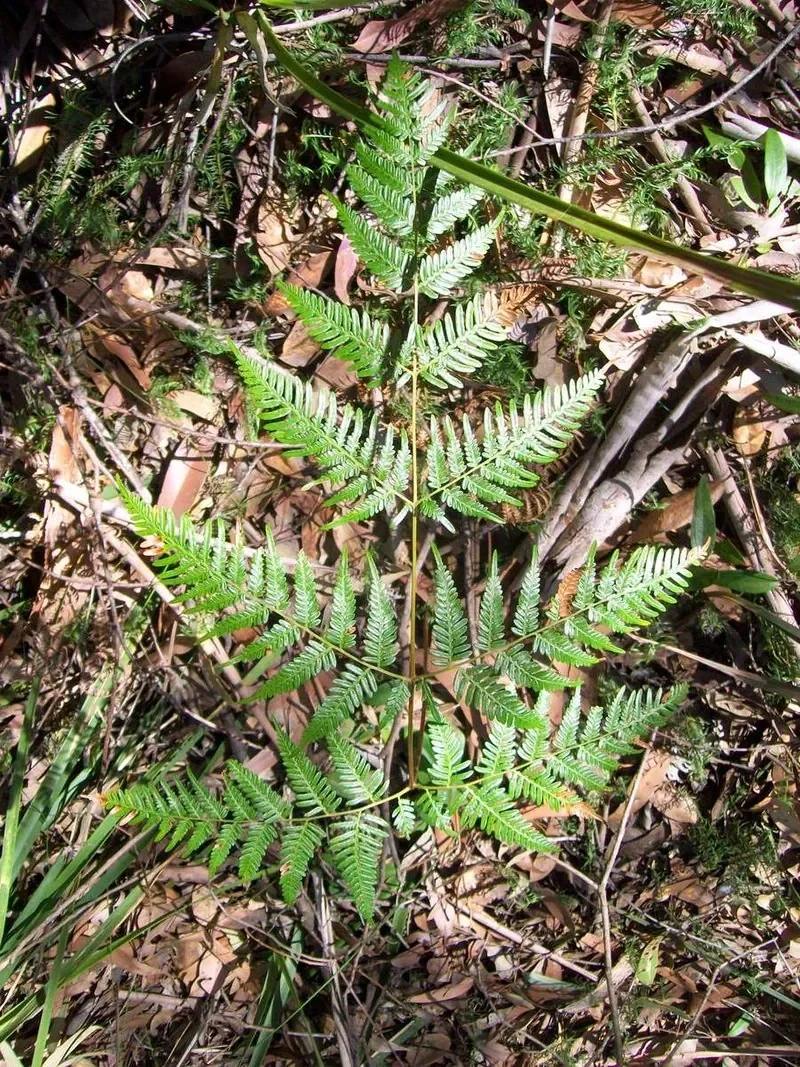 Bracken Fern (Rārahu)