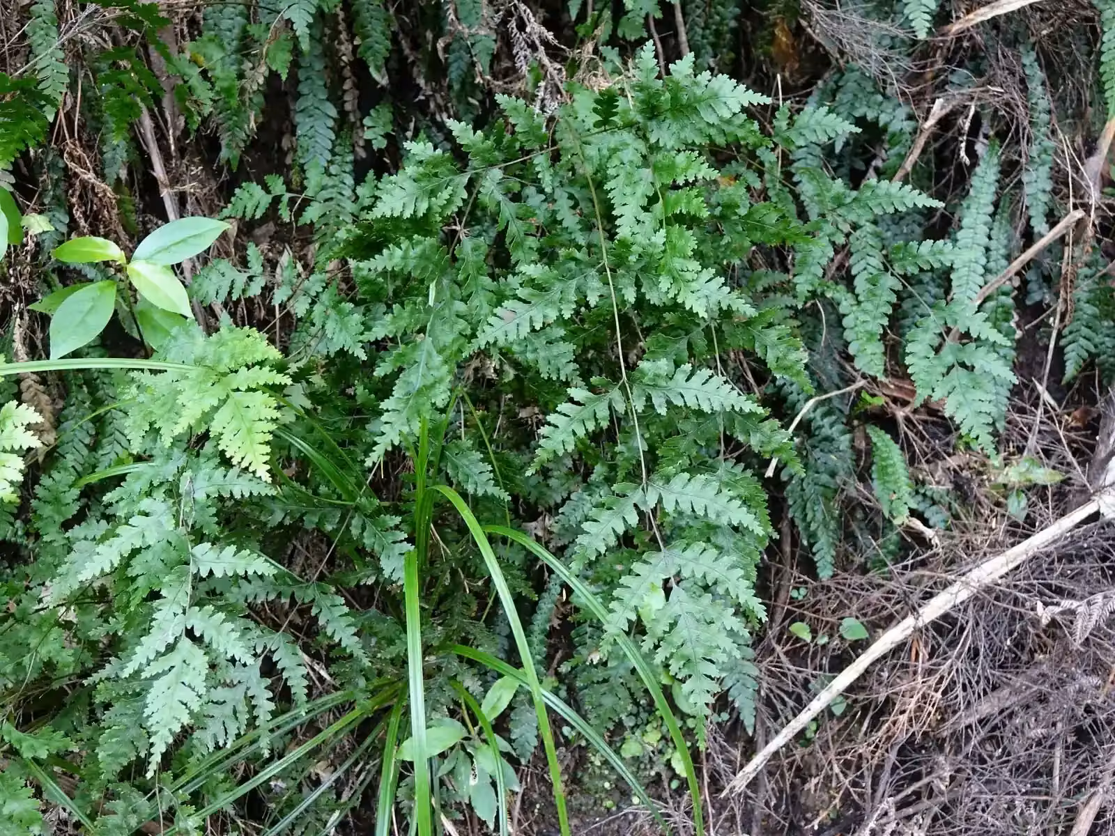 Pteris Carsei Native Plant (Pteris carsei)