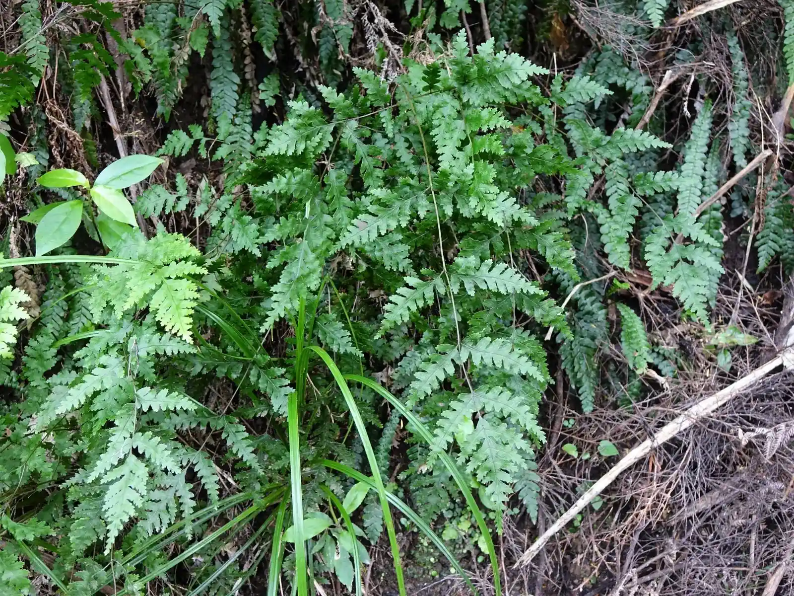 Pteris Carsei Native Plant (Pteris carsei)