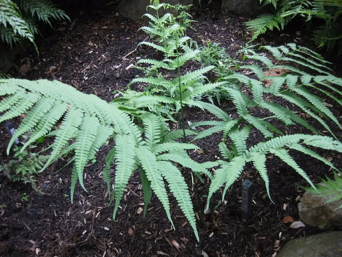 Waving Brake (Pteris comans) showing arching divided green brake fern fronds growing on a coastal shaded bank