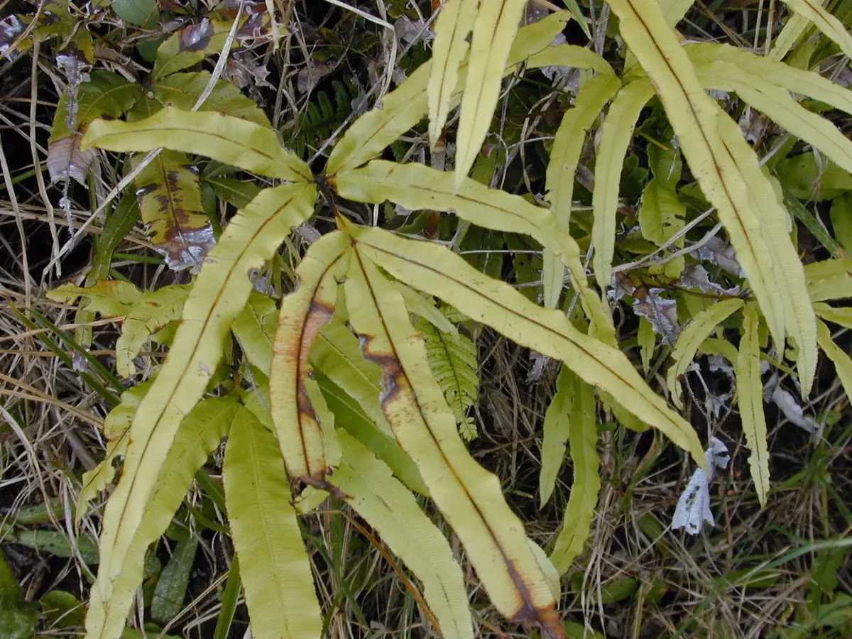 Cretan Brake (Pteris cretica)