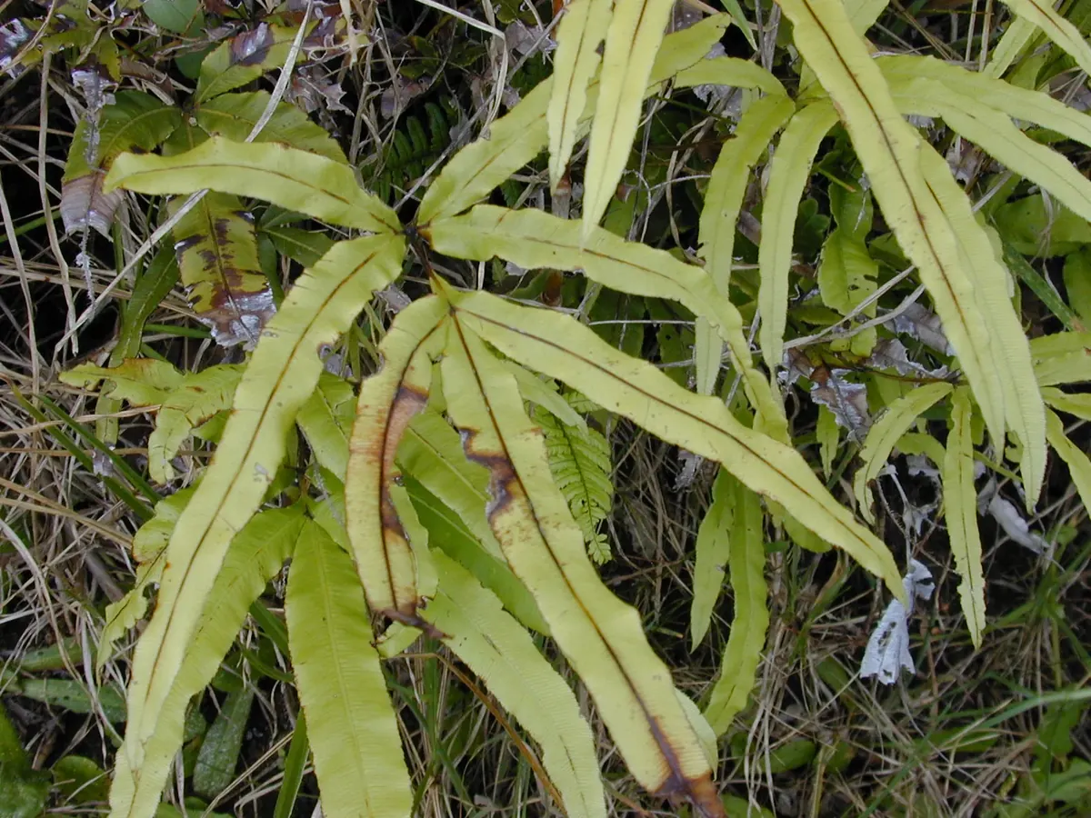 Cretan Brake (Pteris cretica) showing upright brake fern with narrow finger-like pinnae and pale green fronds