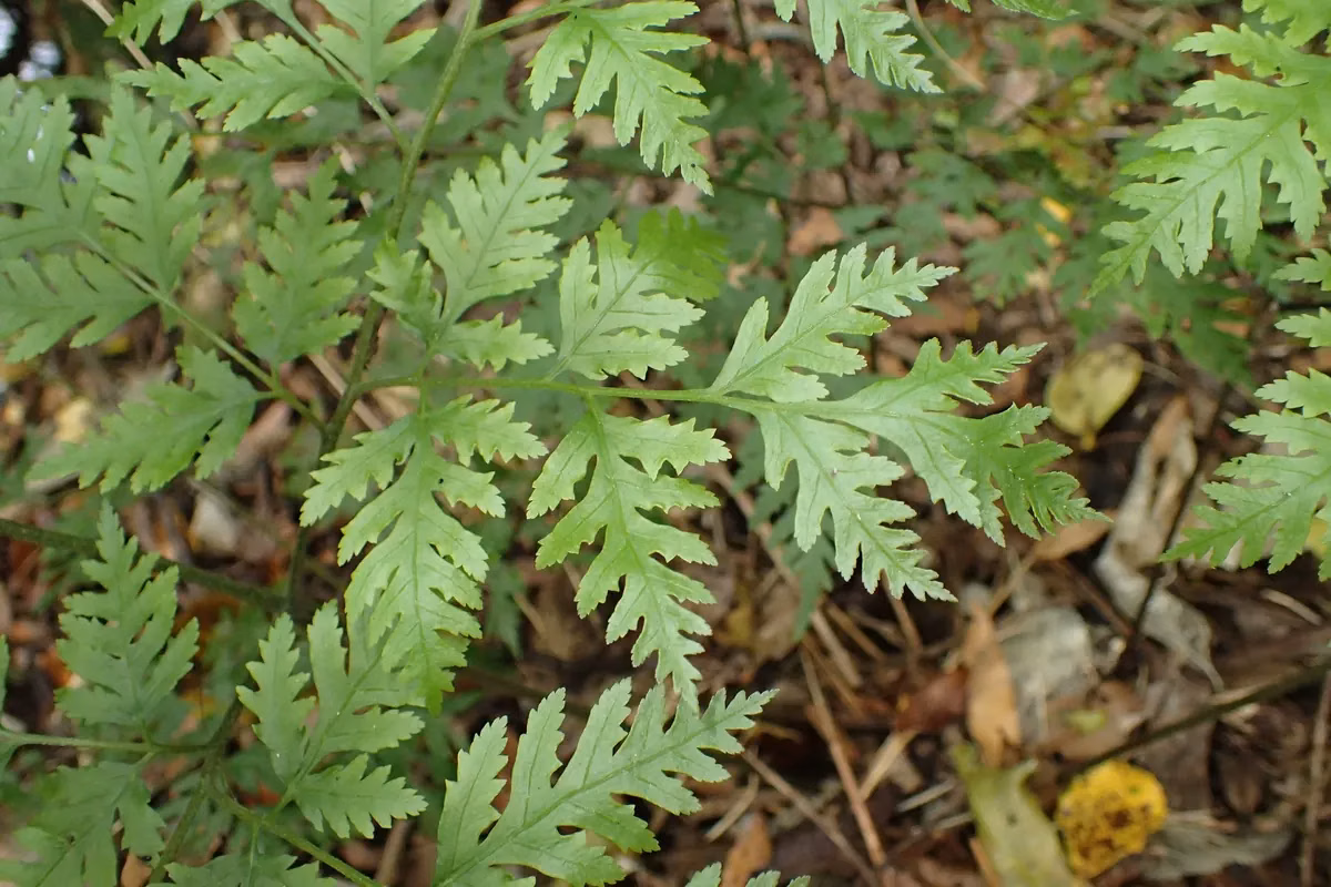 Sweet Fern (Pteris macilenta)