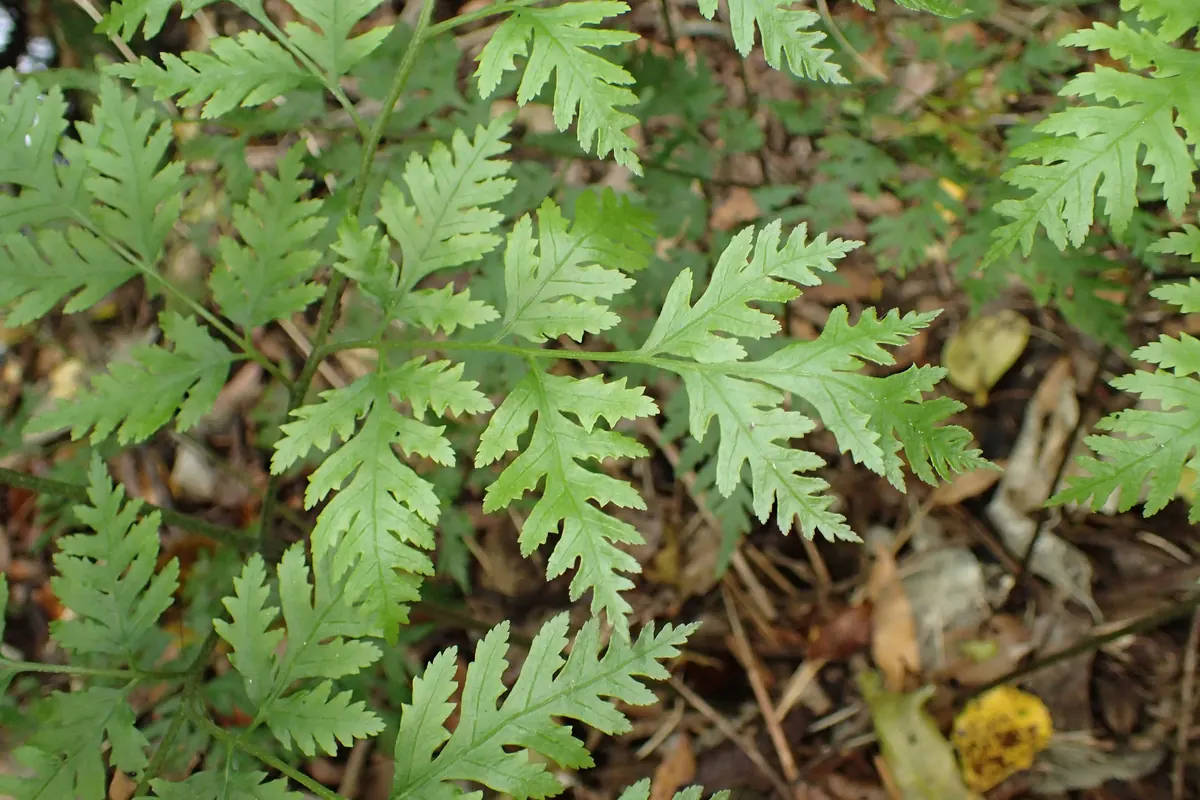Sweet Fern (Pteris macilenta)