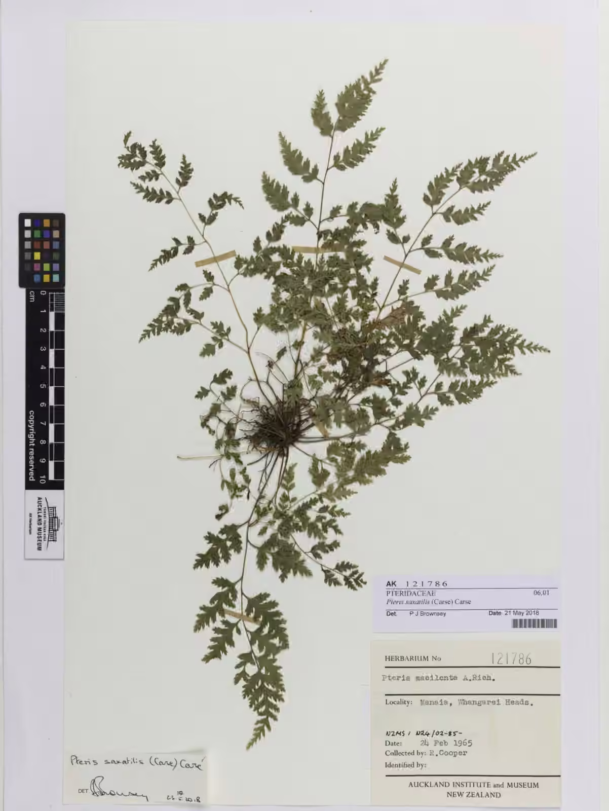 Pteris saxatilis (Pteris saxatilis)