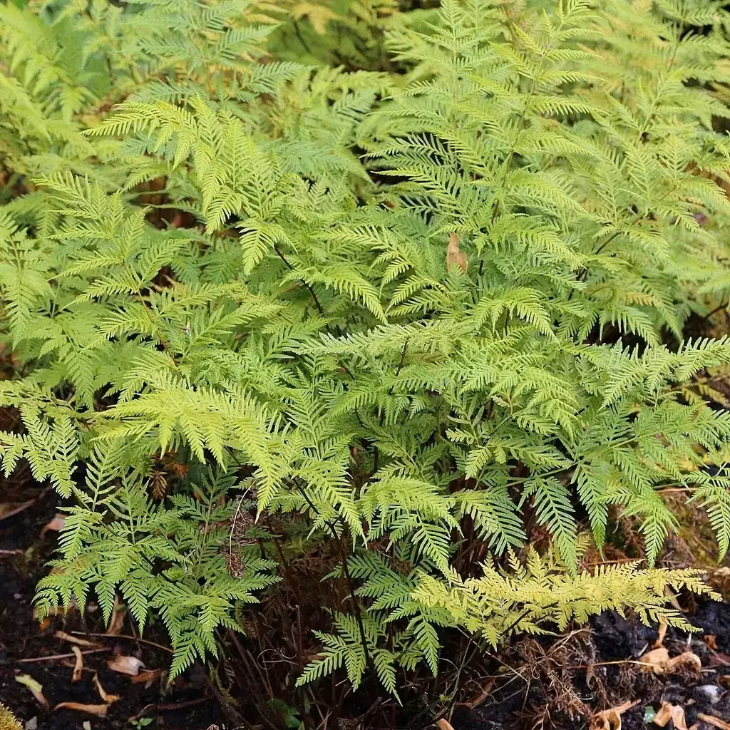 Pteris Tremula (Pteris tremula)