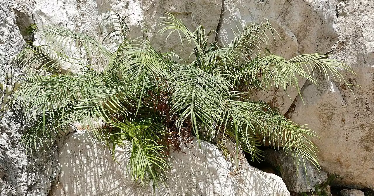 Pteris vittata (Pteris vittata) hero image