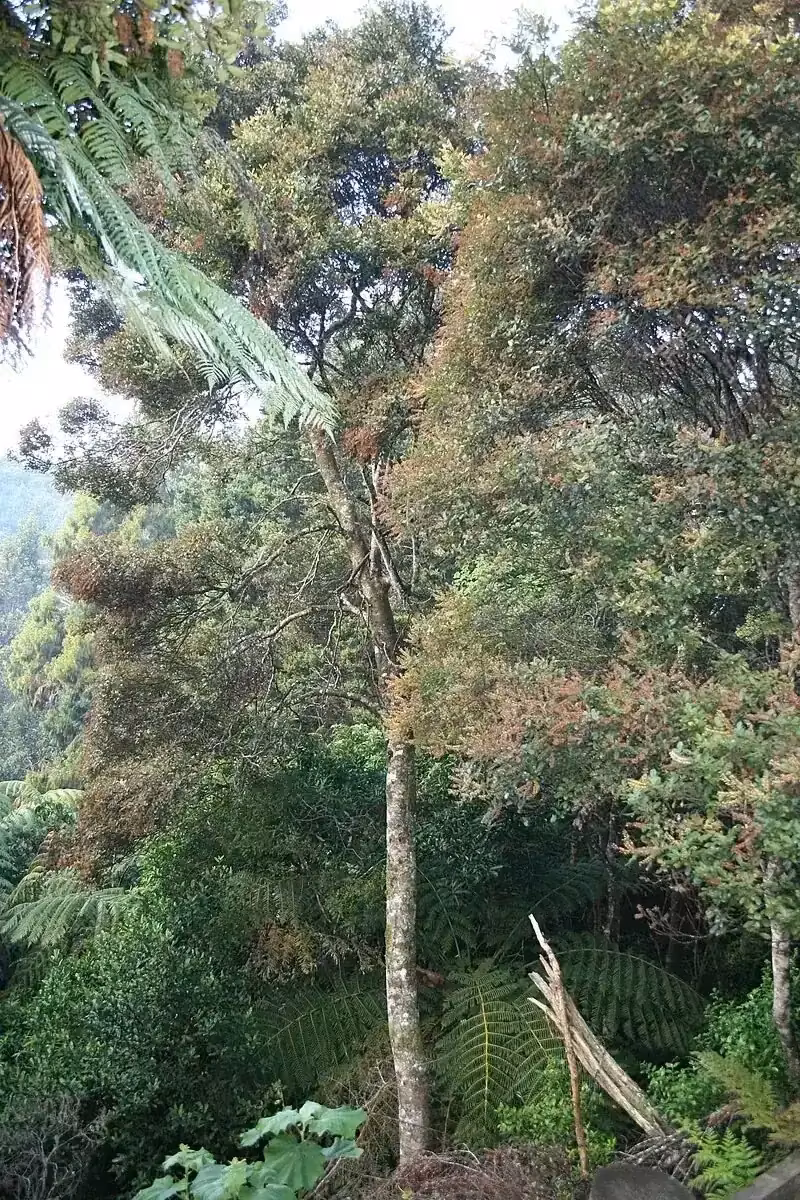 Forest Maire (Pterophylla sylvicola)