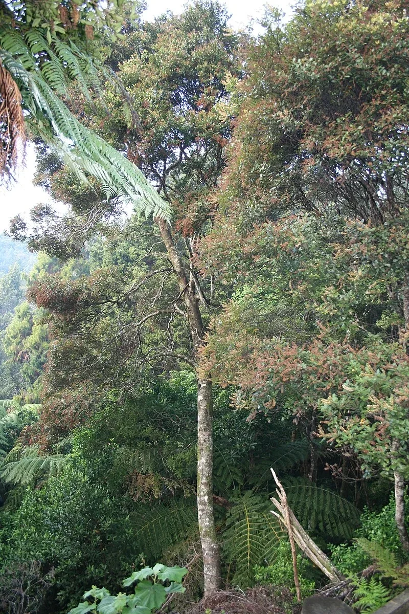 Tawhero (Pterophylla sylvicola)