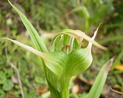 Greenhood Orchid