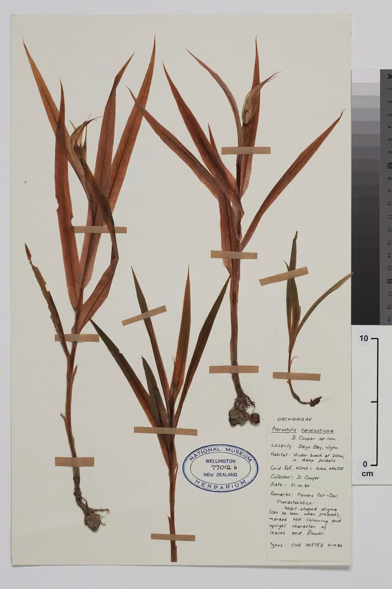 Pterostylis cardiostigma (Pterostylis cardiostigma)