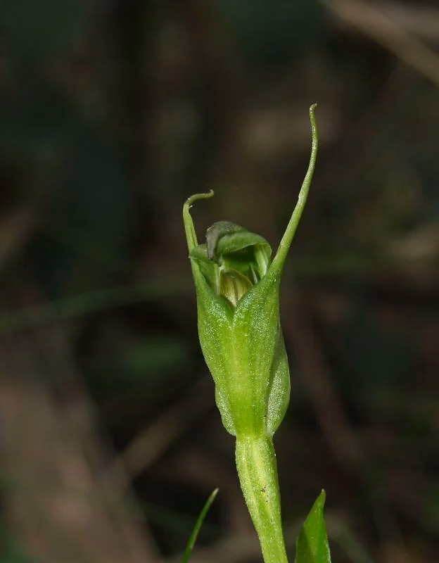 Pterostylis Foliata Native Plant (Pterostylis foliata)