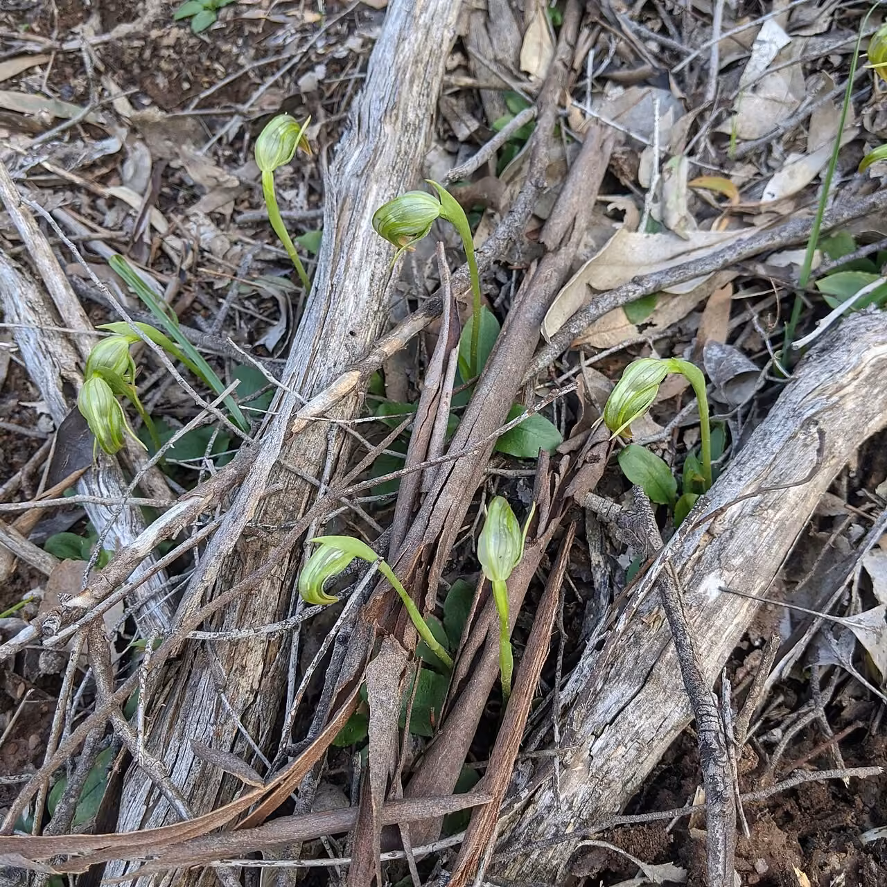 Pterostylis nutans (Pterostylis nutans) hero image