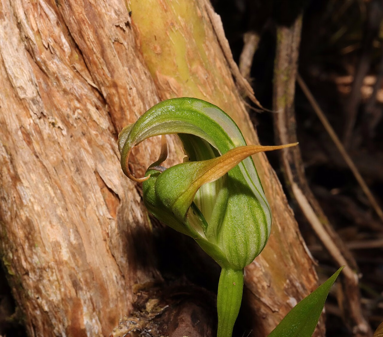 Pterostylis patens (Pterostylis patens)