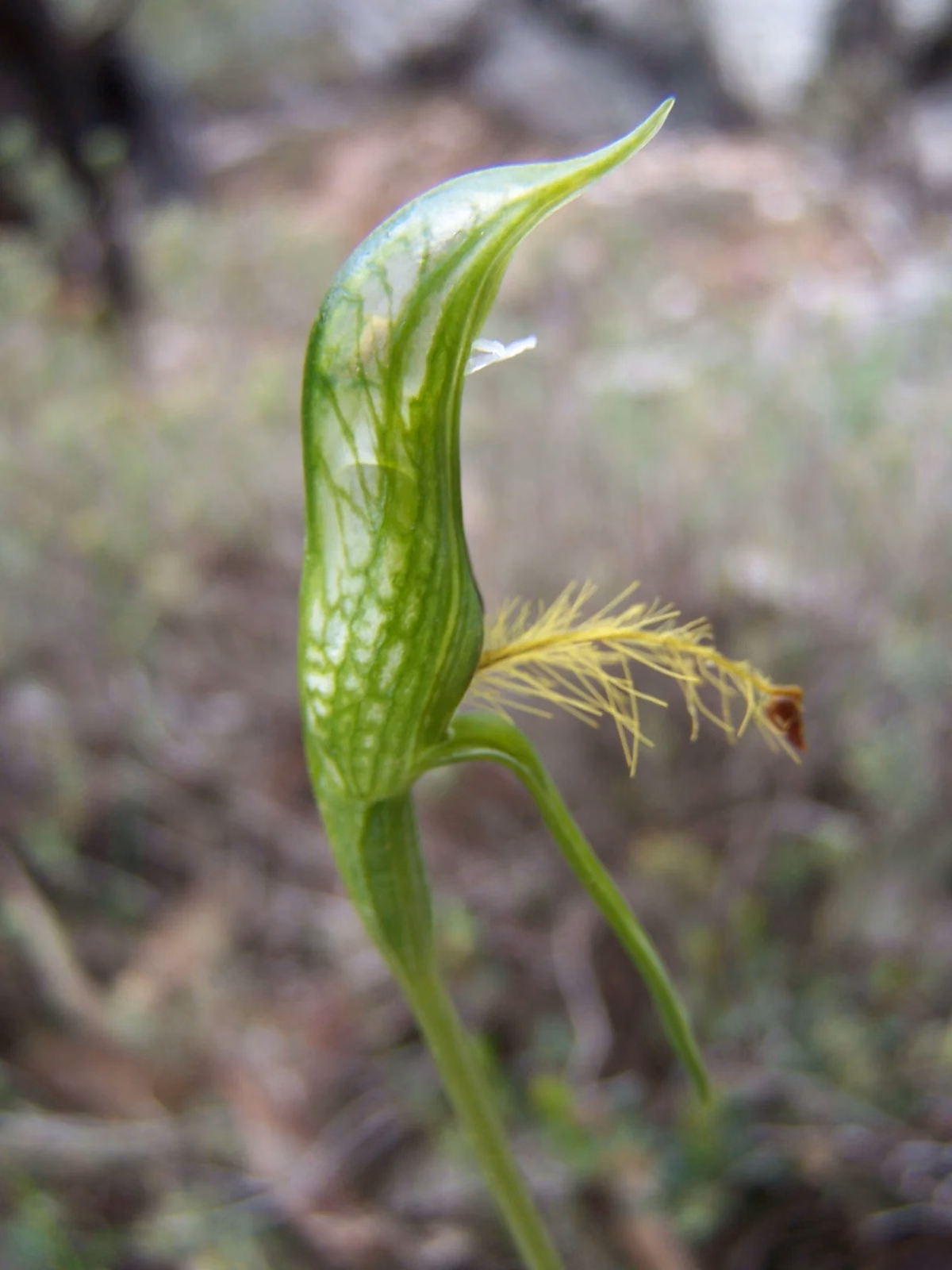 Pterostylis Plumosa Native Plant (Pterostylis plumosa)