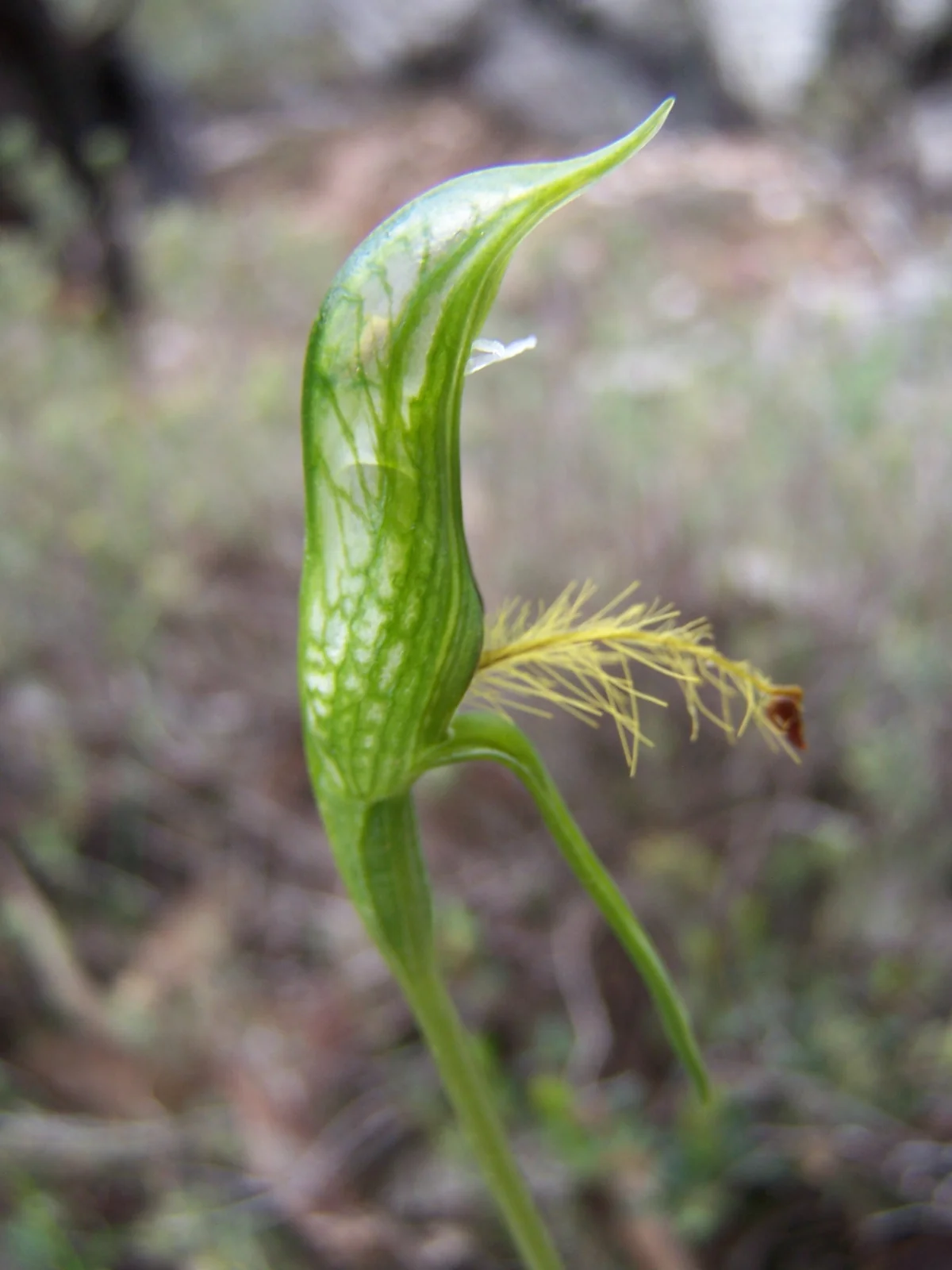 Pterostylis Plumosa Native Plant (Pterostylis plumosa)