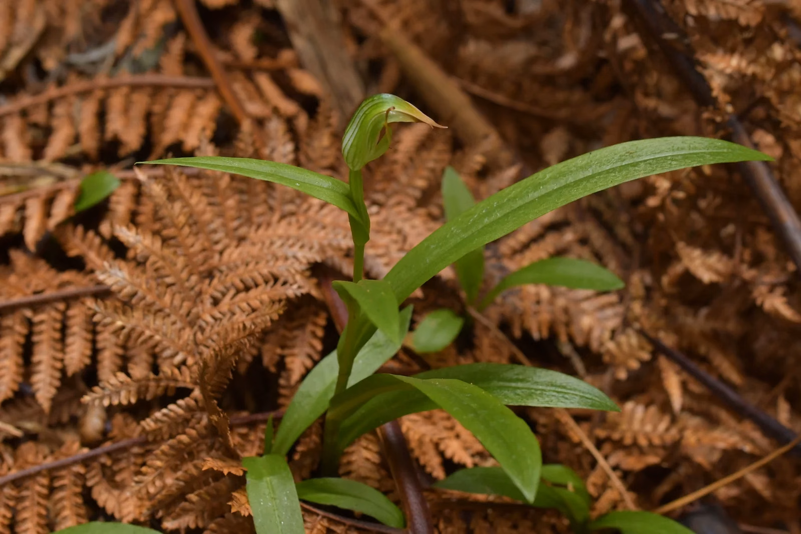 Pterostylis Silvicultrix Native Plant (Pterostylis silvicultrix)