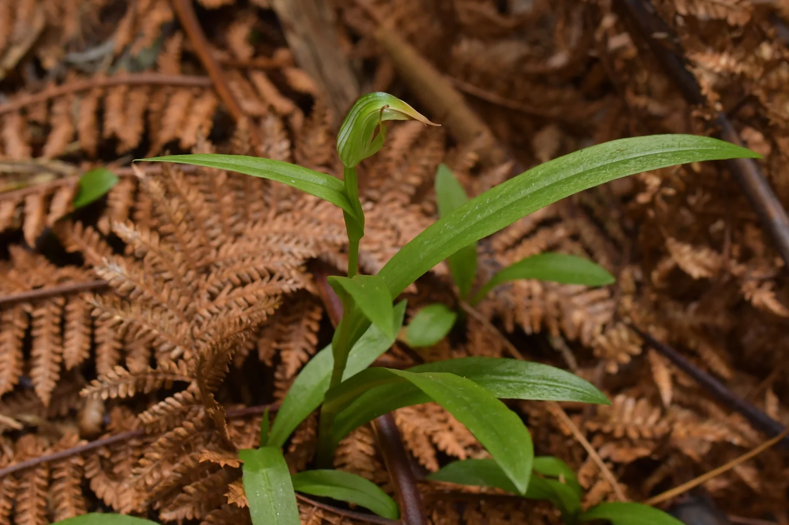 Pterostylis Silvicultrix Native Plant (Pterostylis silvicultrix)