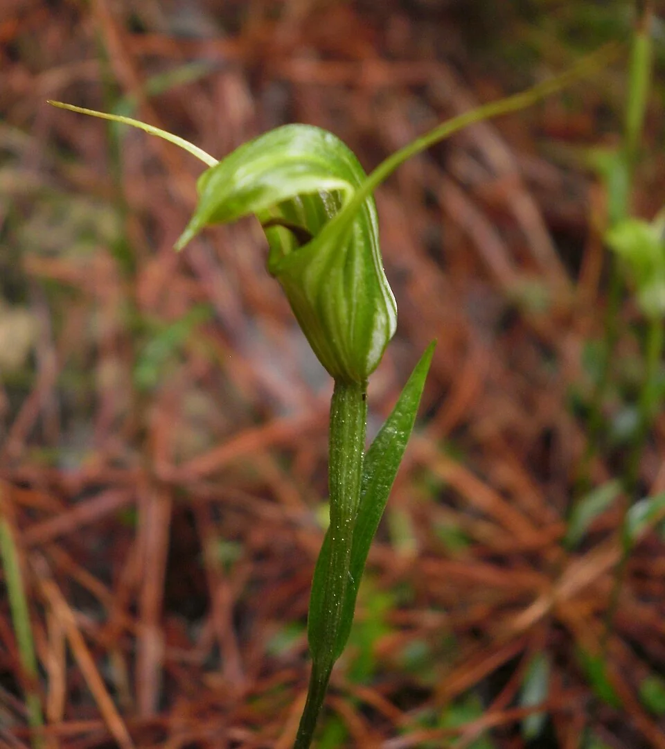 Trowel-leaved Greenhood (Pterostylis trullifolia) hero image