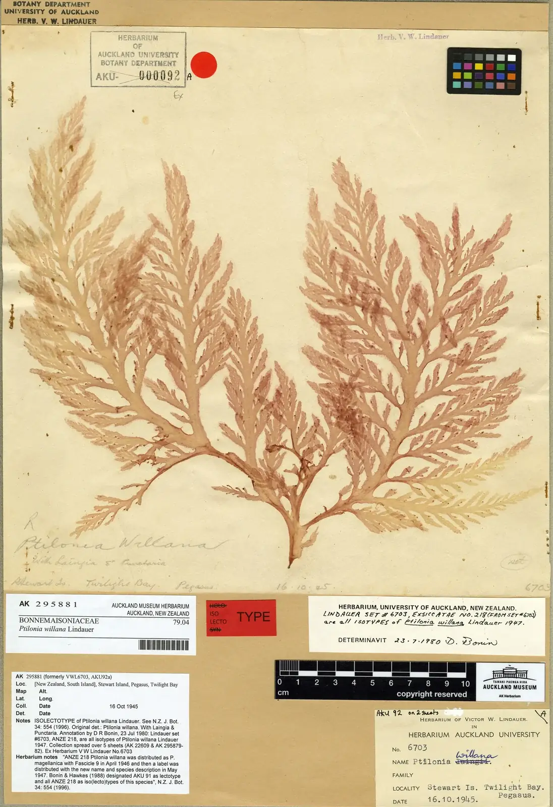 Ptilonia Willana Native Plant (Ptilonia willana)