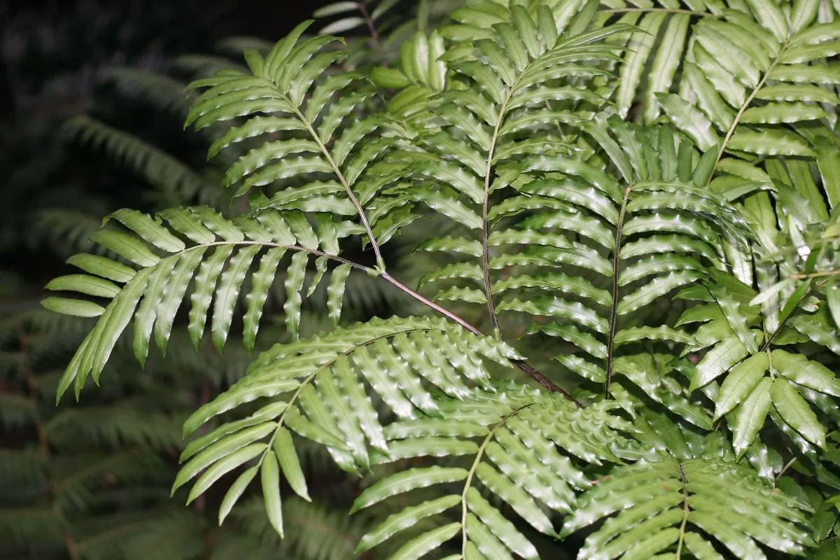 King Fern (Ptisana salicina)