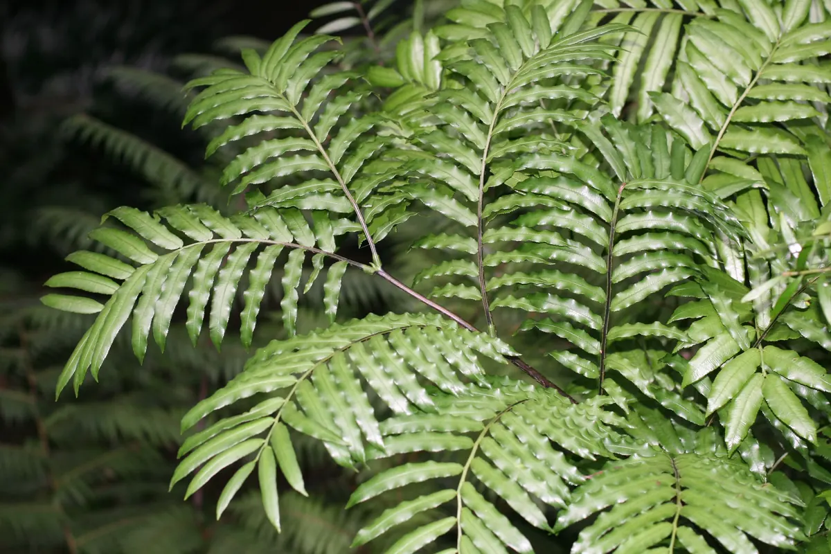 King Fern (Ptisana salicina)