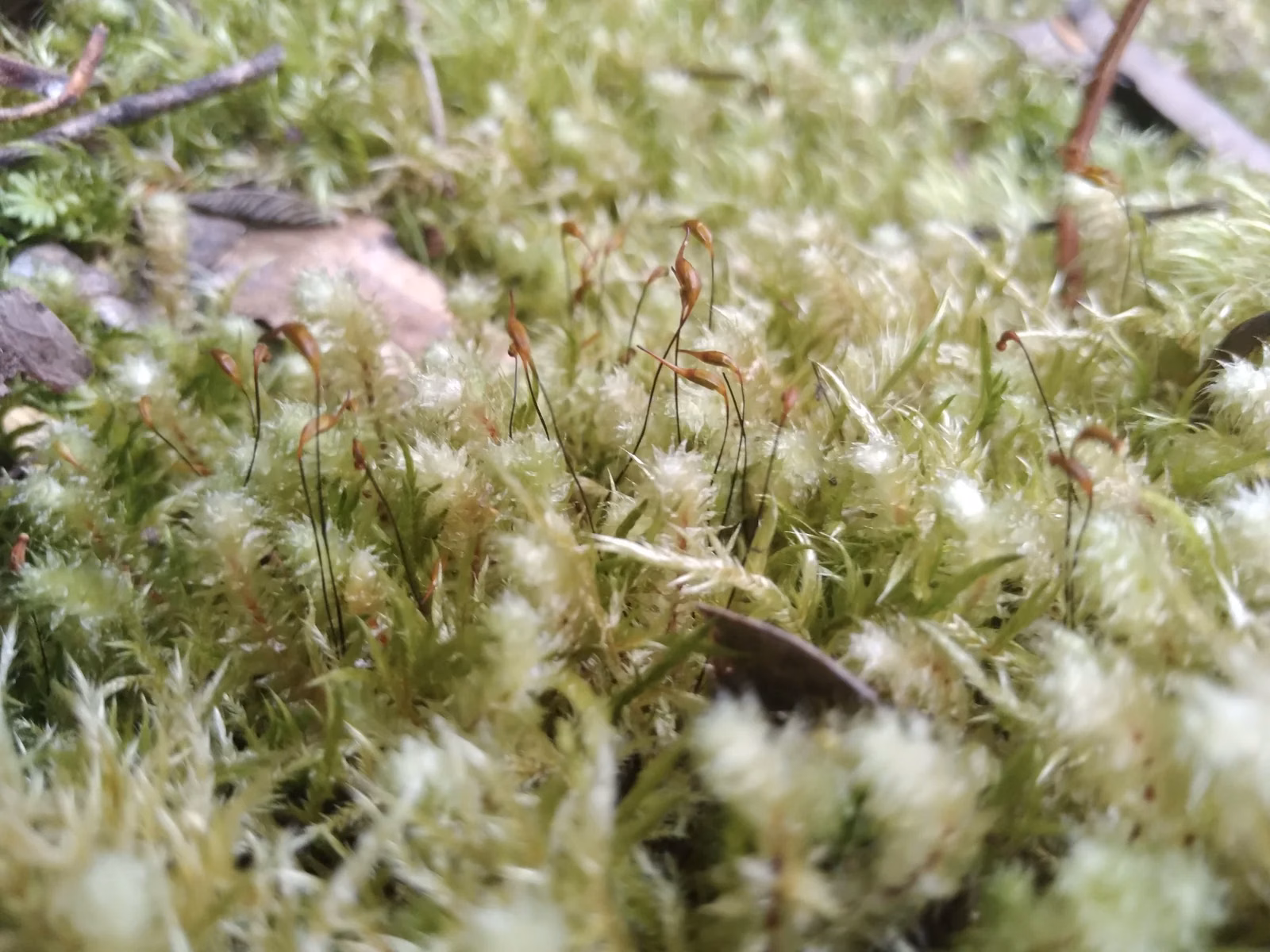 Ptychomnion Aciculare Native Plant (Ptychomnion aciculare)