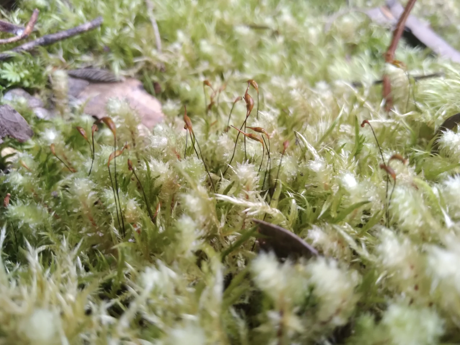 Ptychomnion Aciculare Native Plant (Ptychomnion aciculare)