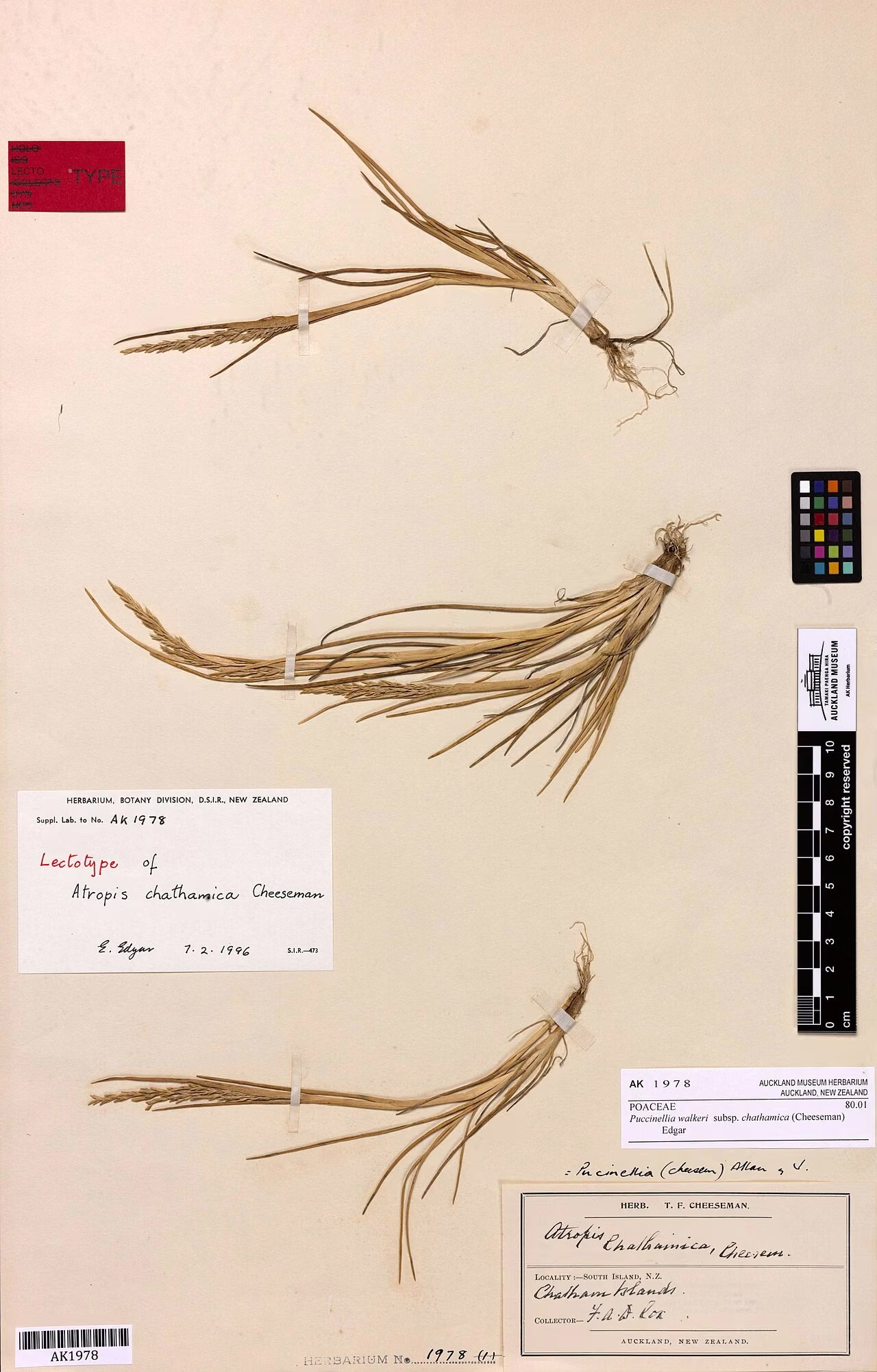 Puccinellia chathamica (Puccinellia chathamica)