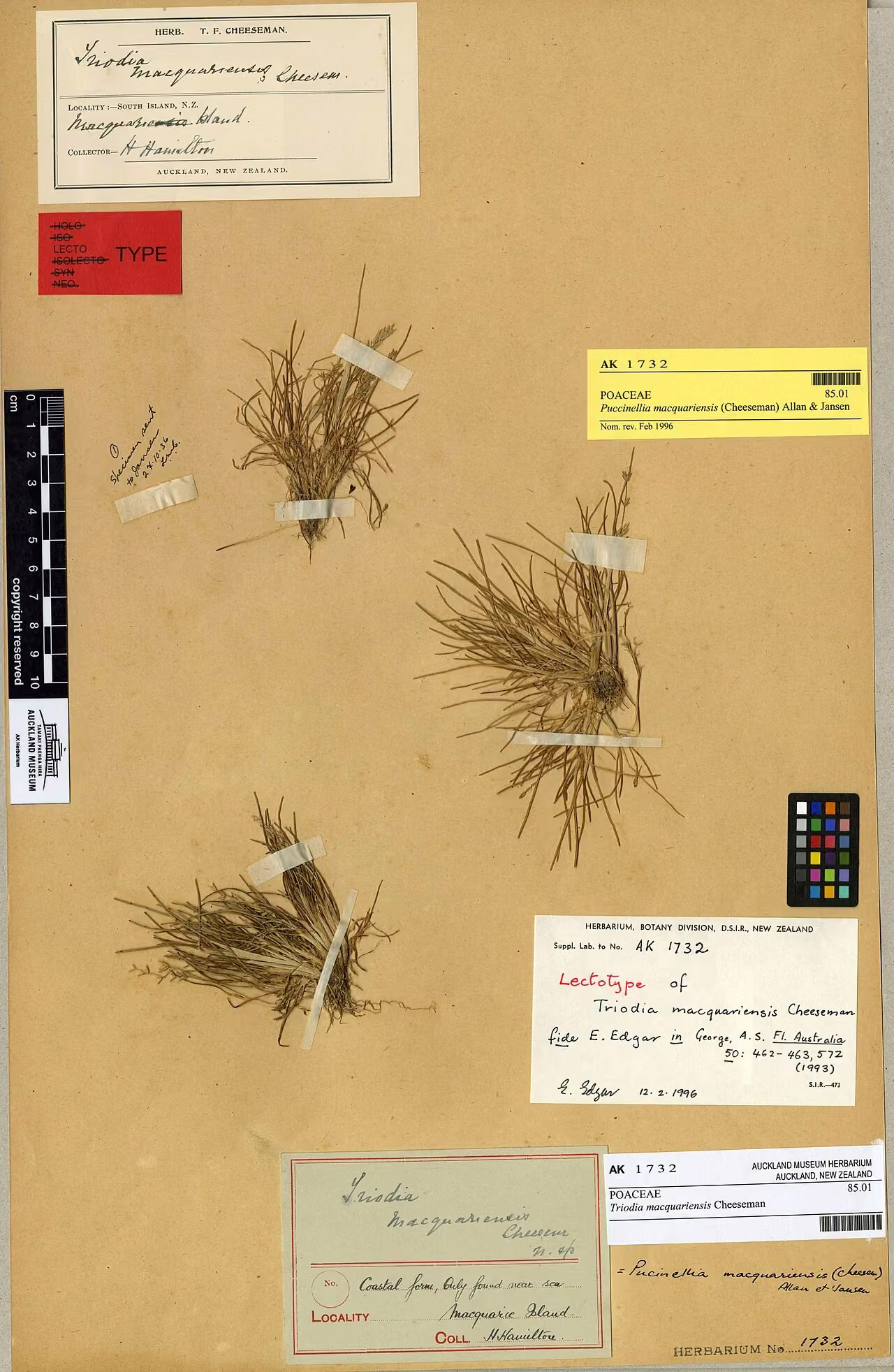 Puccinellia macquariensis (Puccinellia macquariensis)