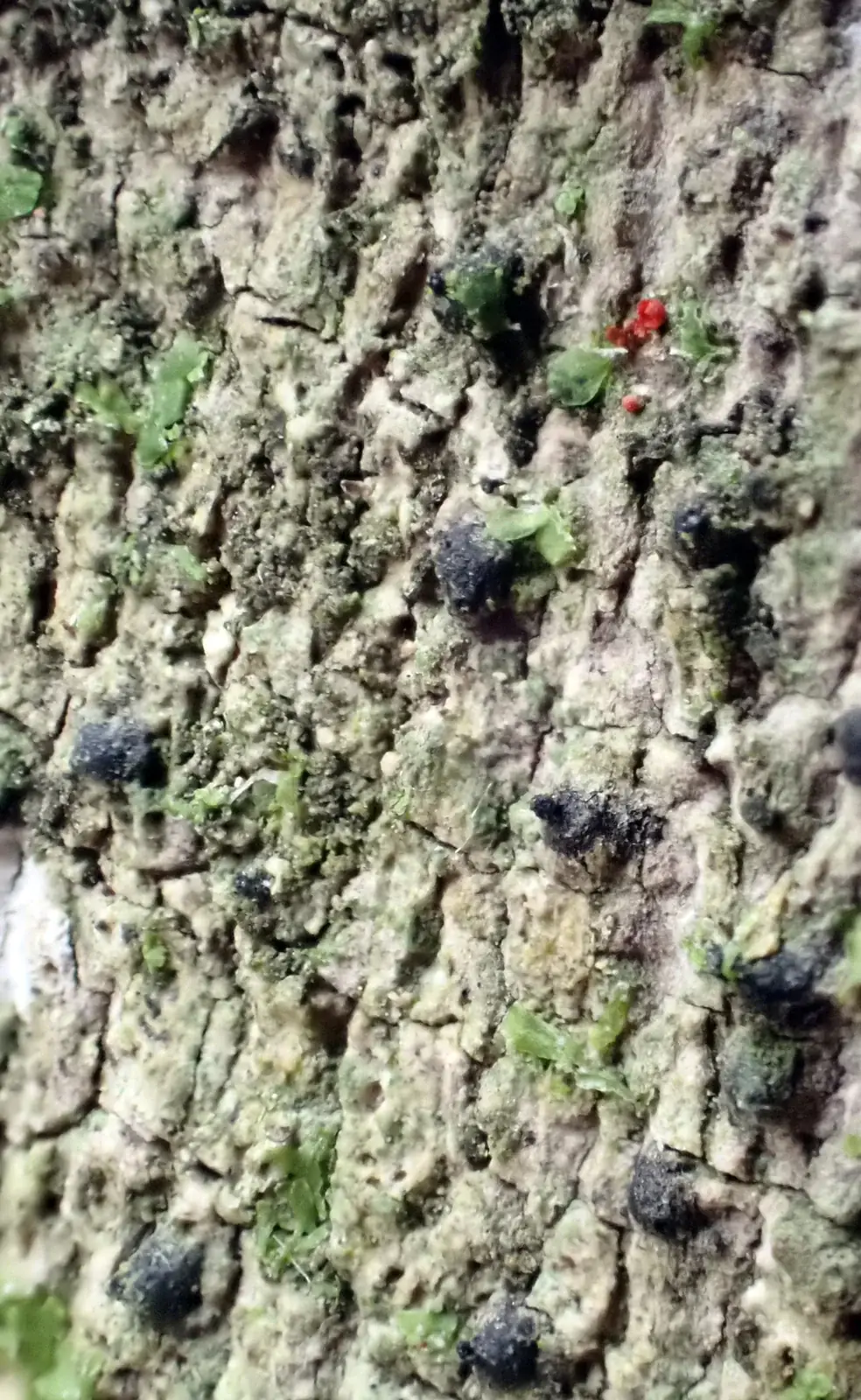 Pyrenula Moniliformis Native Plant (Pyrenula moniliformis)