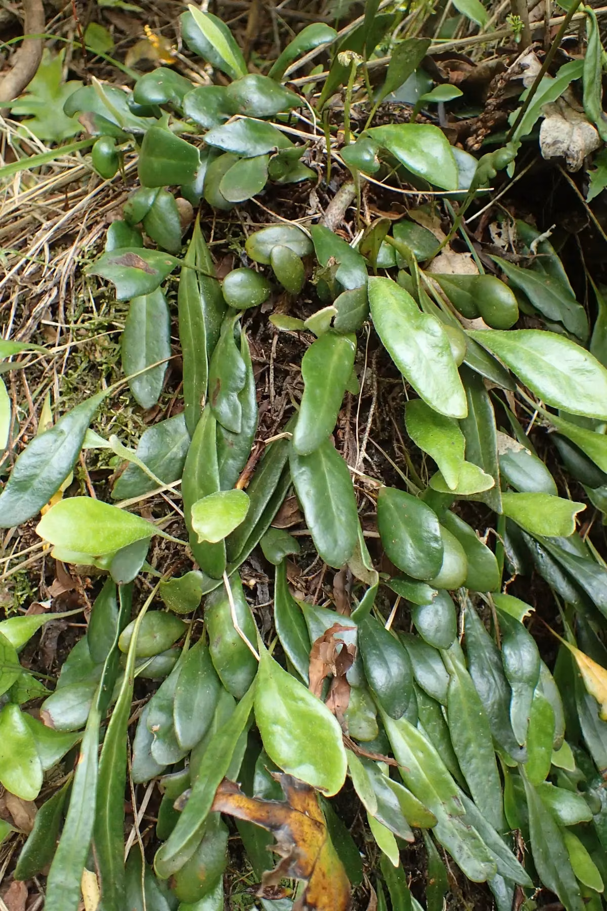 Leather-Leaf Fern (Pyrrosia eleagnifolia)