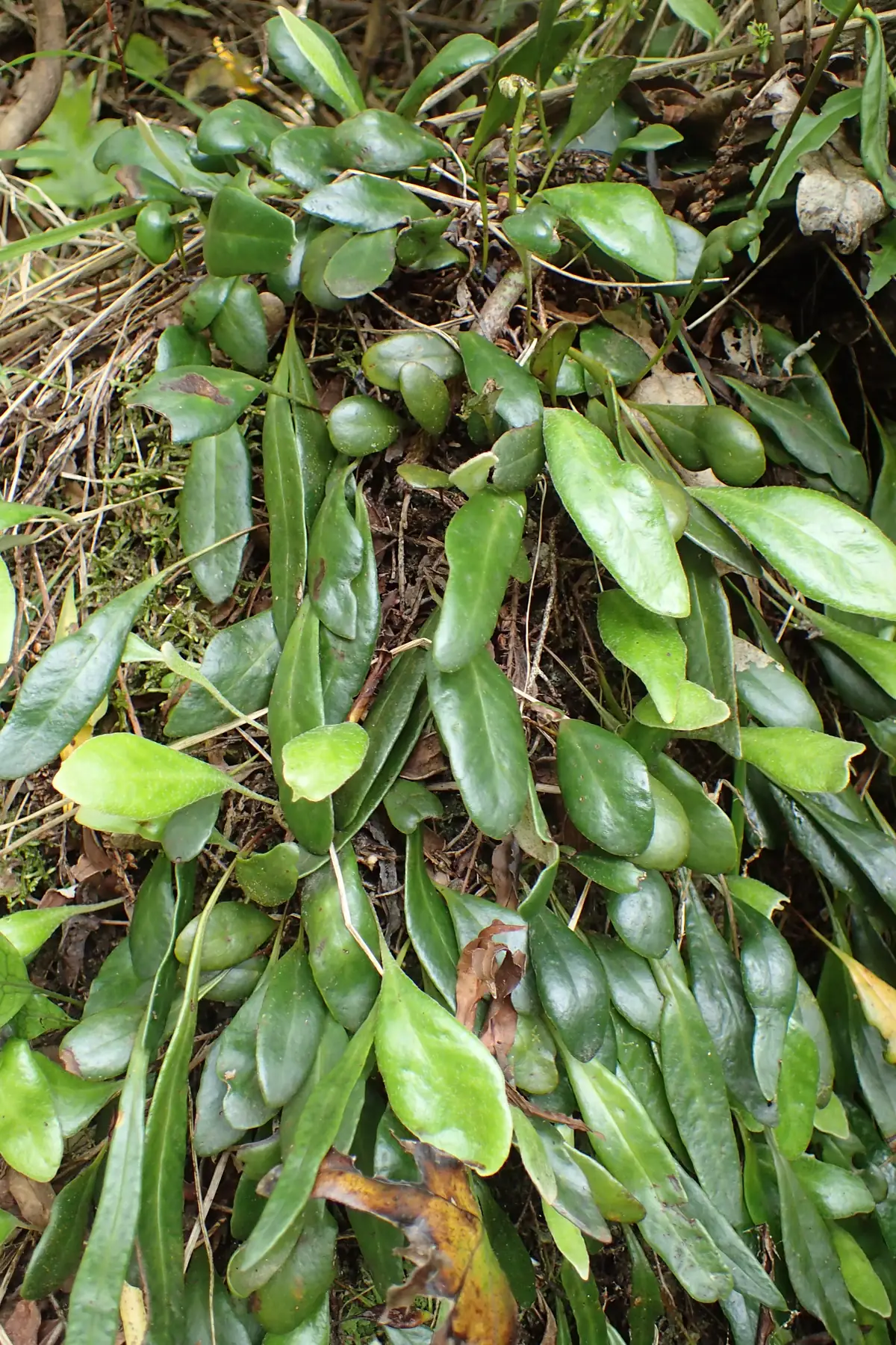 Leather-Leaf Fern (Pyrrosia eleagnifolia)