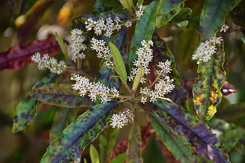 Quintinia serrata evergreen foliage