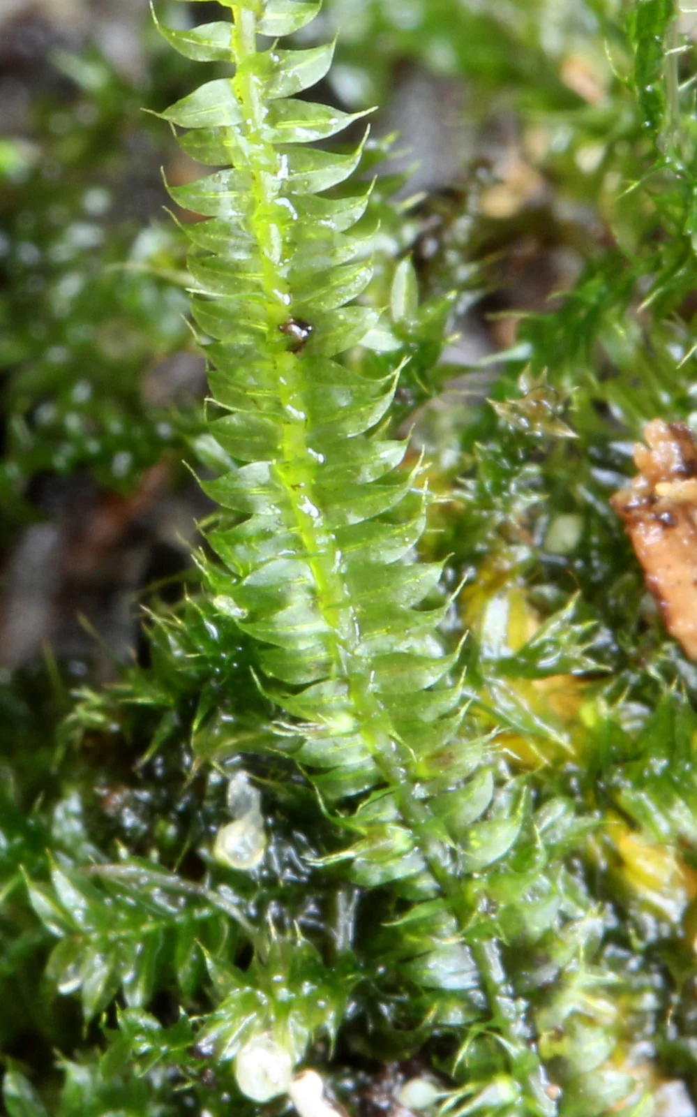 Racopilum Cuspidigerum Native Plant (Racopilum cuspidigerum)