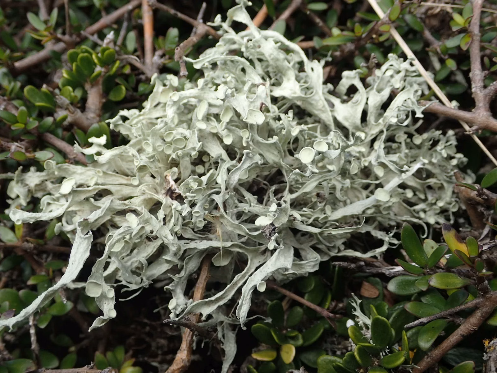 Ramalina Inflexa Native Plant (Ramalina inflexa)