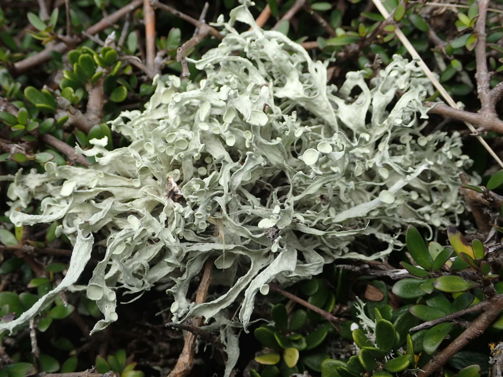 Ramalina Inflexa Native Plant (Ramalina inflexa)