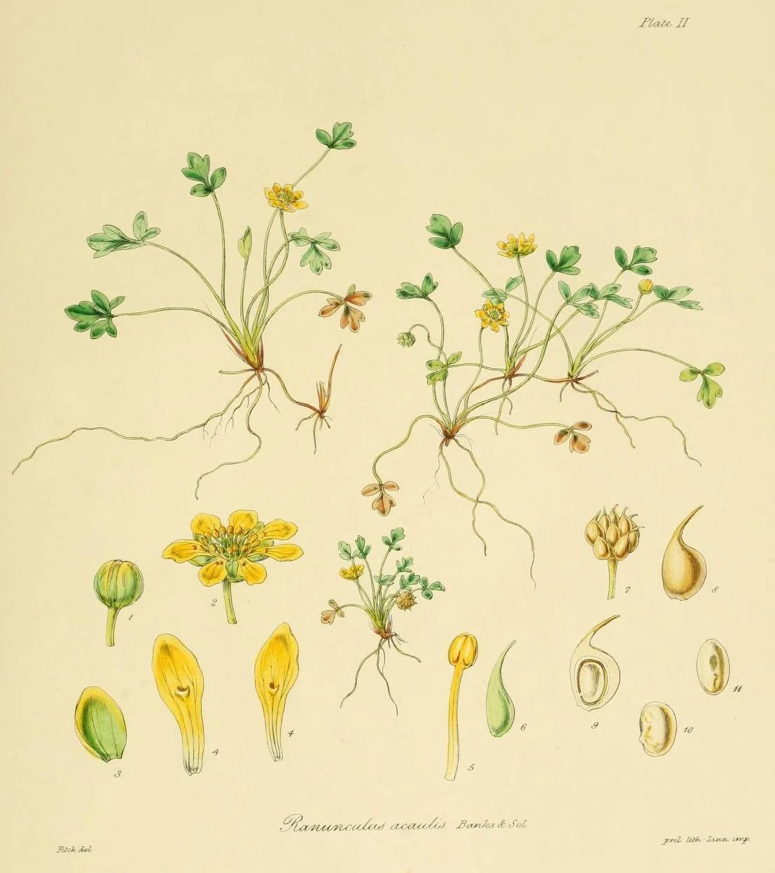 Ranunculus Acaulis Native Plant (Ranunculus acaulis)