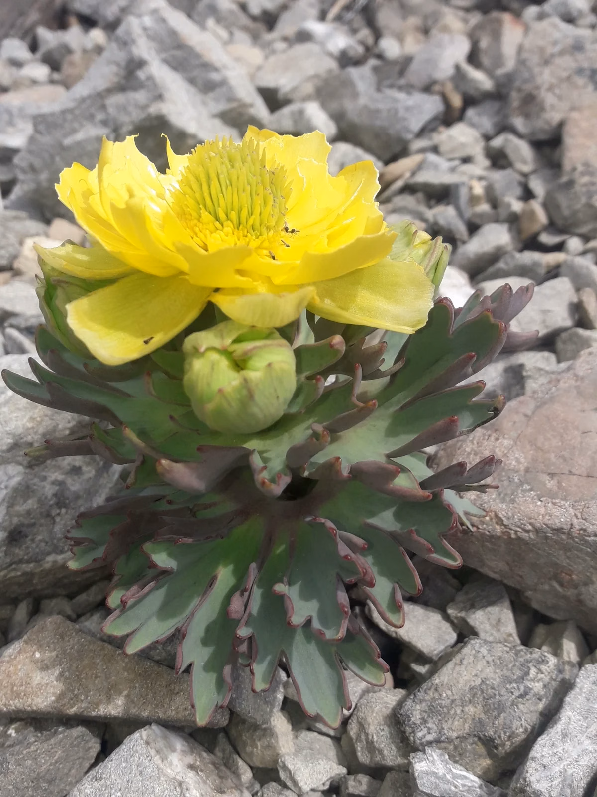 Ranunculus Acraeus Native Plant (Ranunculus acraeus)