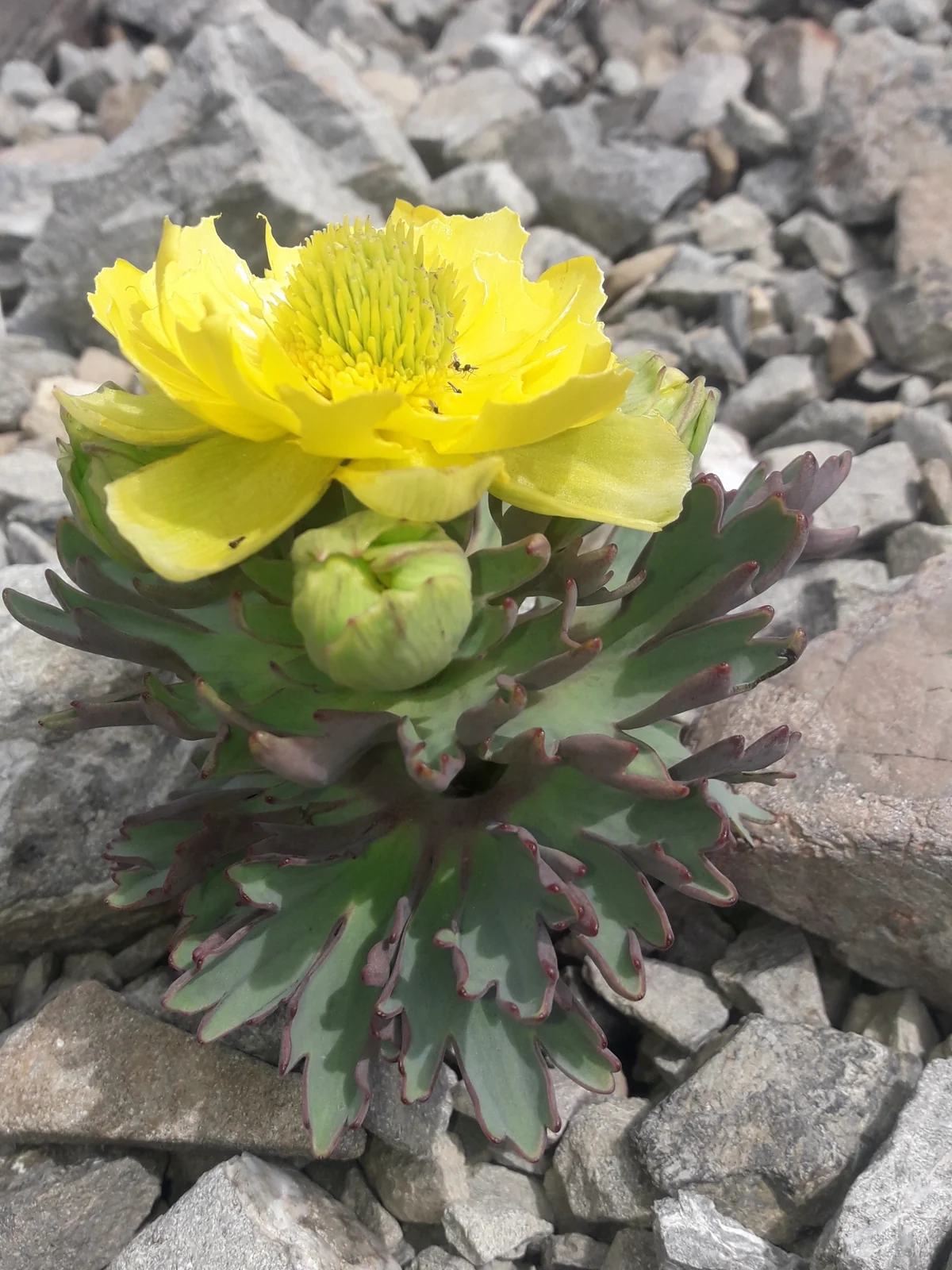 Ranunculus Acraeus Native Plant (Ranunculus acraeus)