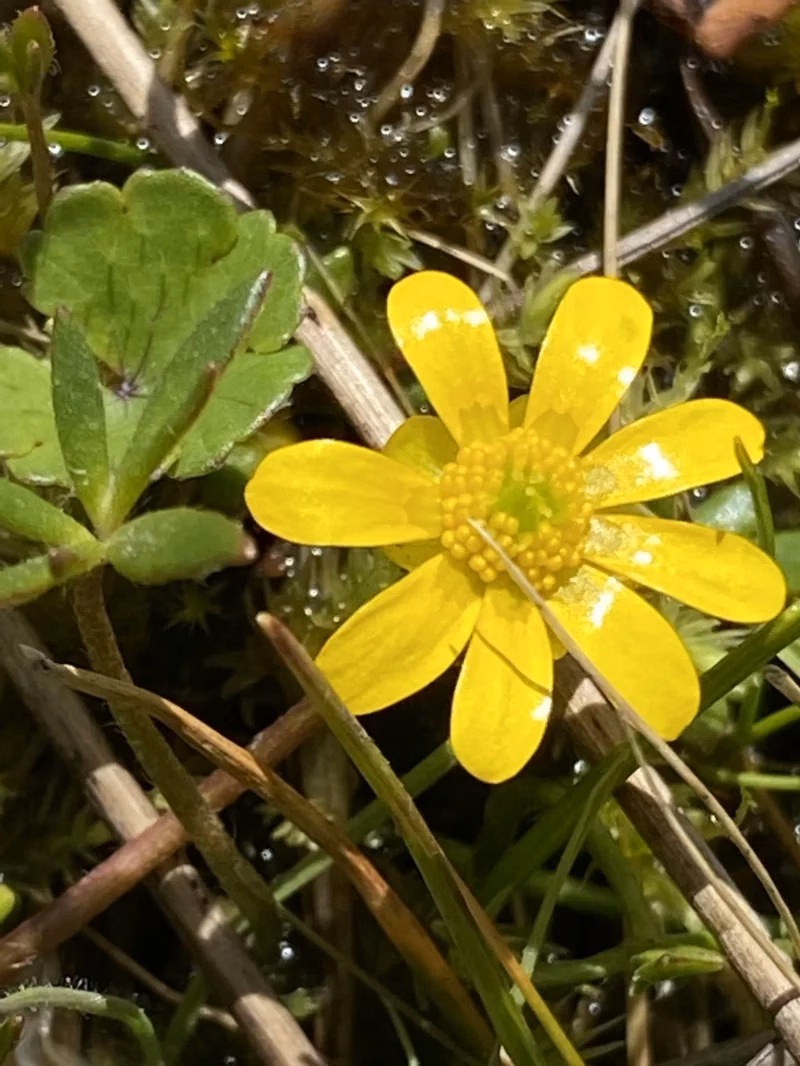 Ranunculus Amphitrichus Native Plant (Ranunculus amphitrichus)